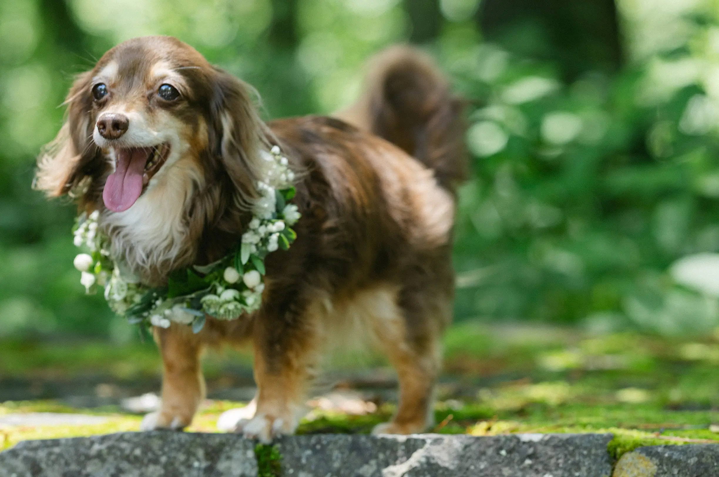 写真：ドレスアップした愛犬