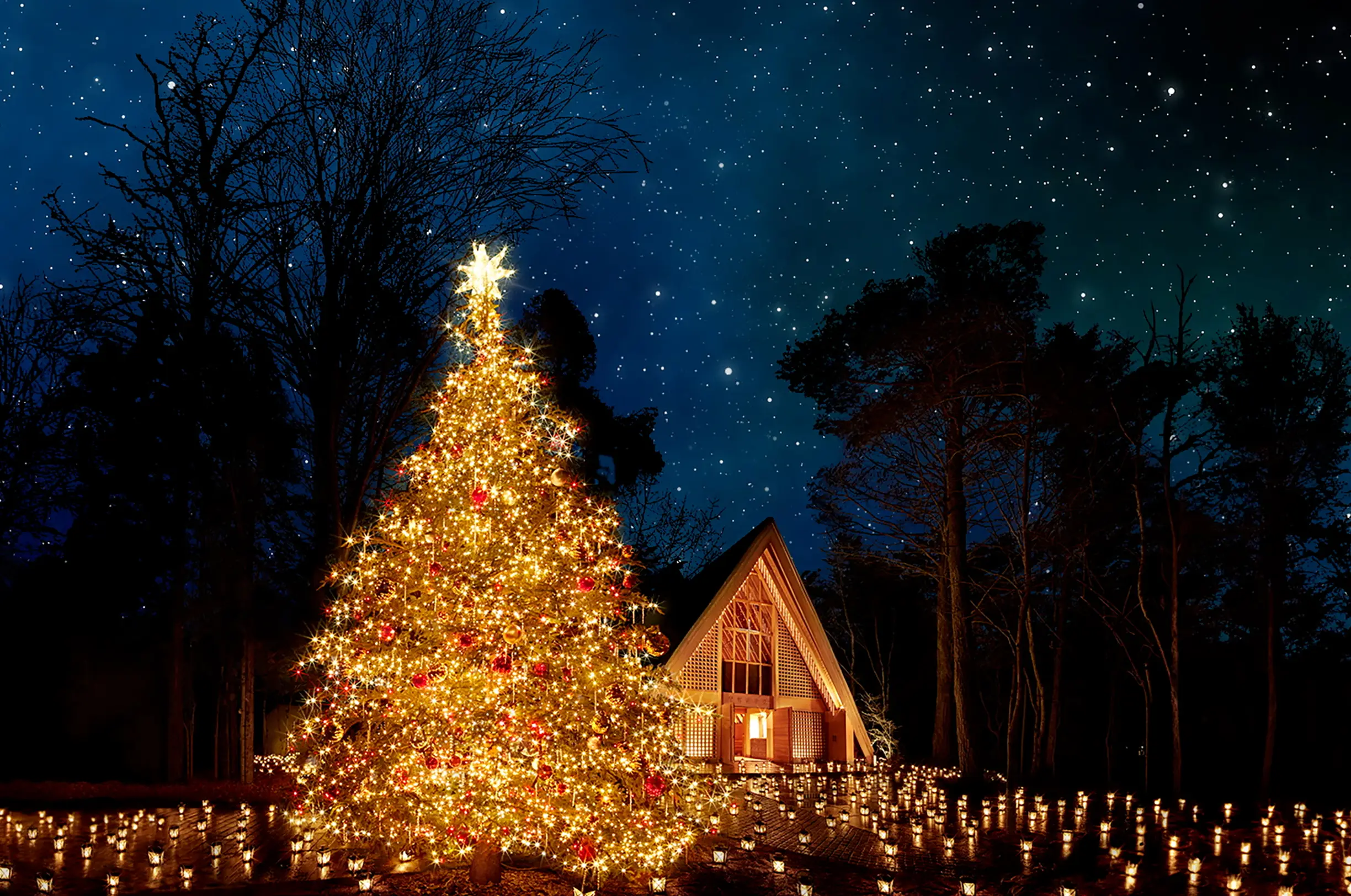 写真:星降る森のクリスマス